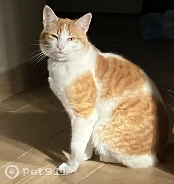 Chat Mâle Perdu: 3 ans, Pucé, Fin - photo