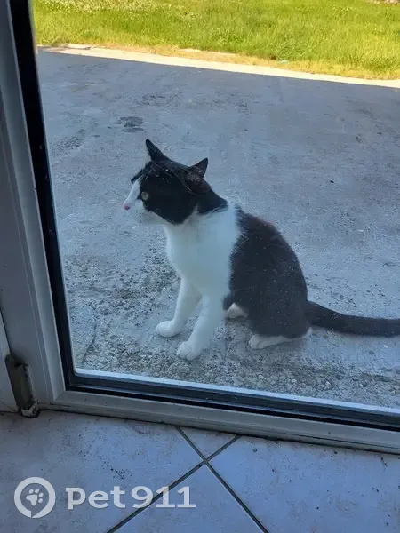 Chat trouvé, sociable, Le Val-de-Guéblange - photo