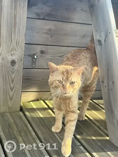 Chat roux trouvé à Terranjou - photo