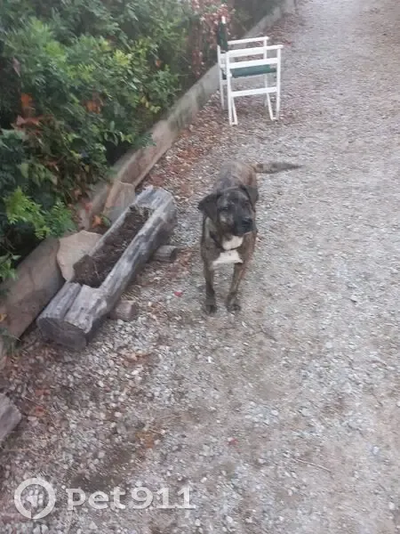 Chien cursinu trouvé à Grosseto - photo