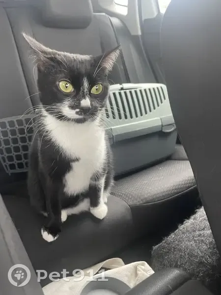 Chatte Chachou perdue à Lyon - photo