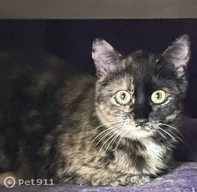 Chatte Uria disparue à Poisy - photo