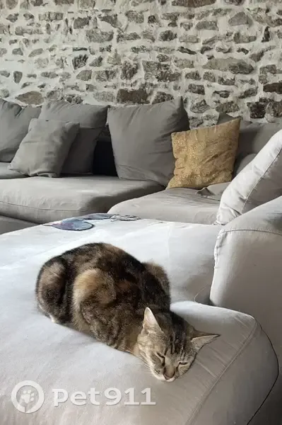 Chatte perdue au Bignon - Pucée - photo