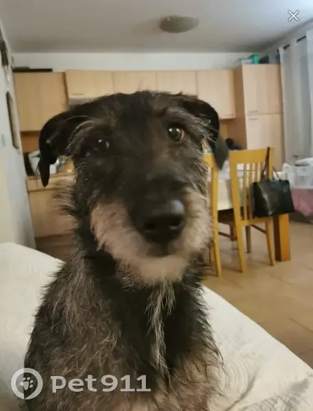 Perdue: Nala, chienne douce, 20kg - photo