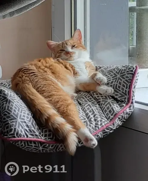 Chaton blanc/roux perdu à Fougères - photo