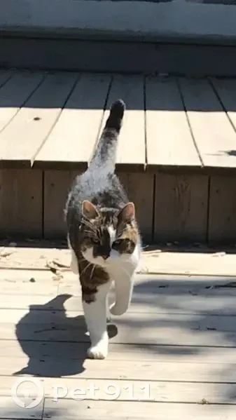 Chat noir et blanc trouvé à Servian - photo