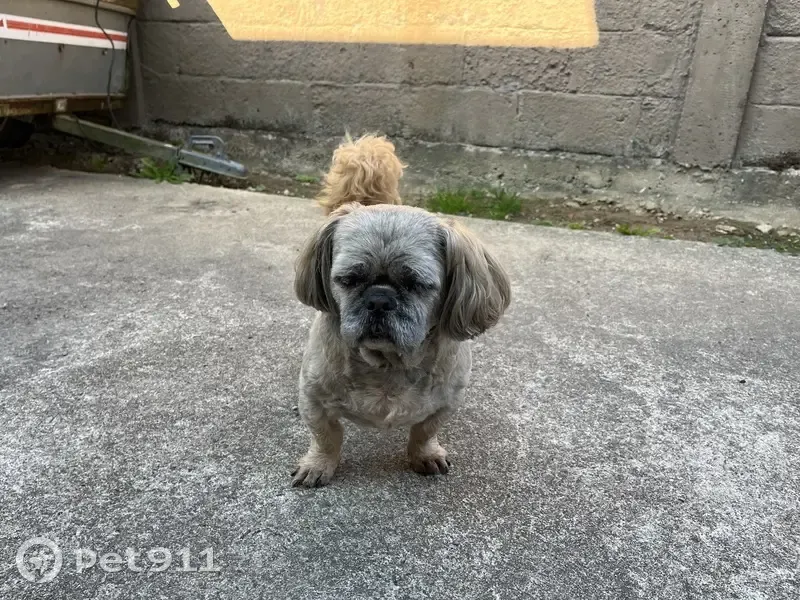 Shih Tzu âgé trouvé à Cherbourg - photo