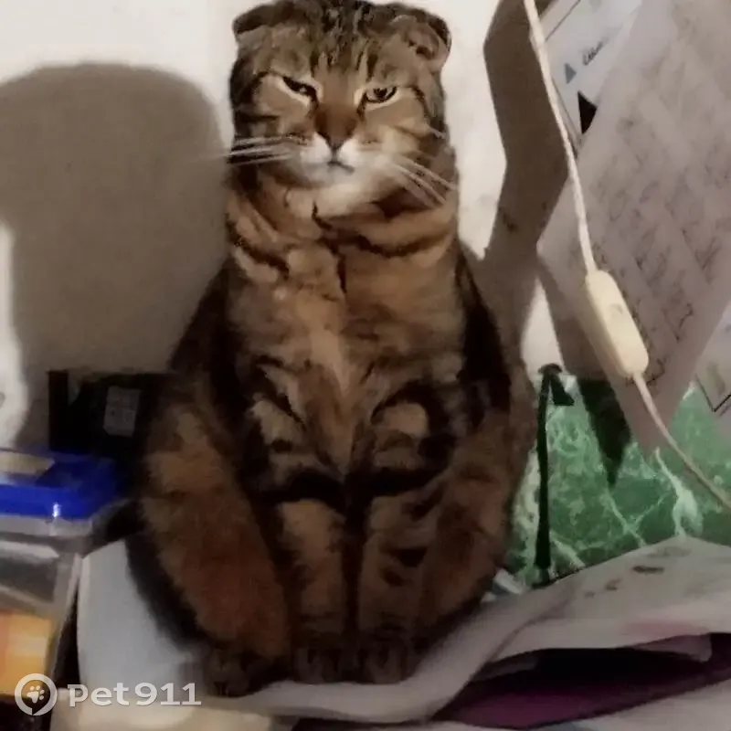 Chat tatoué disparu à Agen - photo