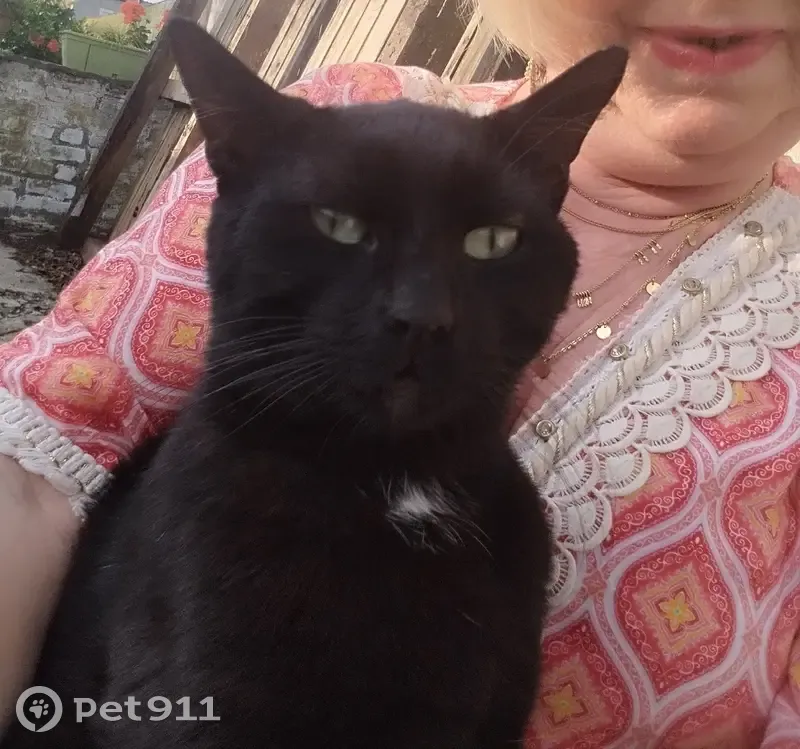 Chat noir trouvé, mince, affectueux - photo