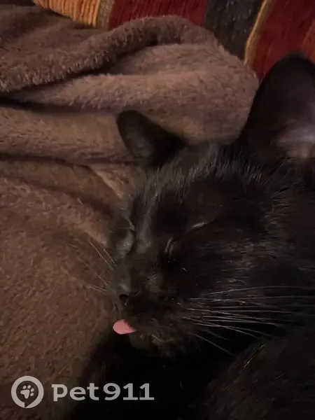 Chatte noire perdue à Villemoirieu - photo