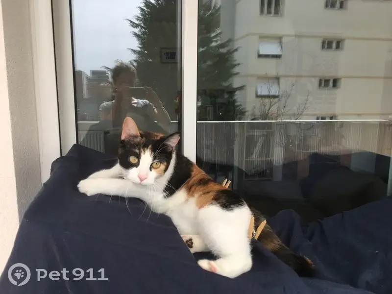 Perdue: Chatte Colette tricolore - photo