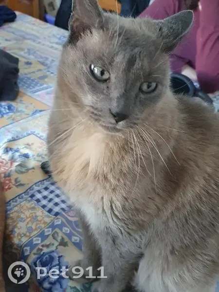 Chat disparu à Chelles, appelez-moi - photo