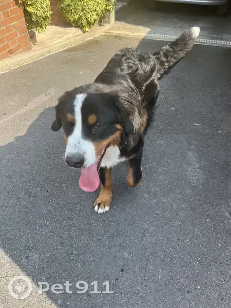 Chien Bouvier Bernois Trouvé - photo