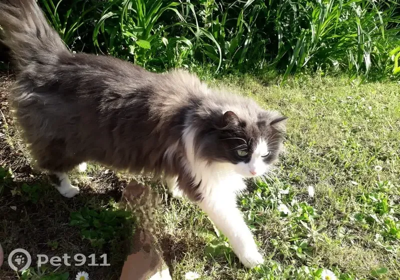 Chatte bicolore perdue à Angers - photo