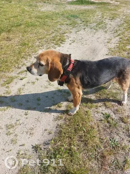 Beagle perdu à Kerlouan - photo