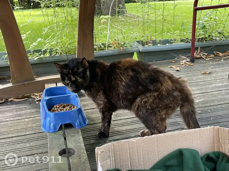 Chat écaille de tortue trouvé - photo