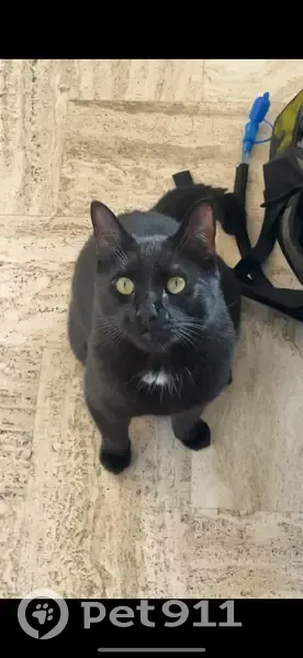 Chat Franck disparu à Foulonne - photo