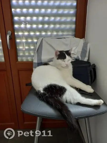 Chatte blanche tachetée perdue - photo