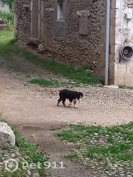 Chiot Border Collie perdu à Vinay - photo