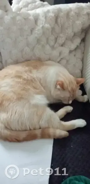 Chat roux craintif disparu à Vierzon - photo