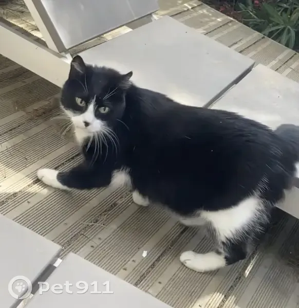 Chat Félix noir et blanc perdu - photo