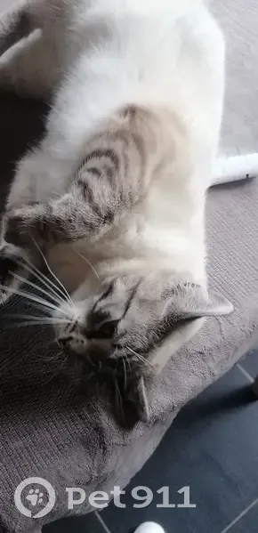 Chat Siamois-Persan Perdu à Valsemé - photo