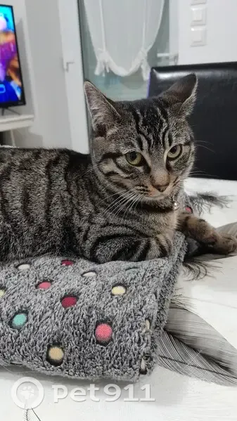 Chatte grise/marron disparue - photo