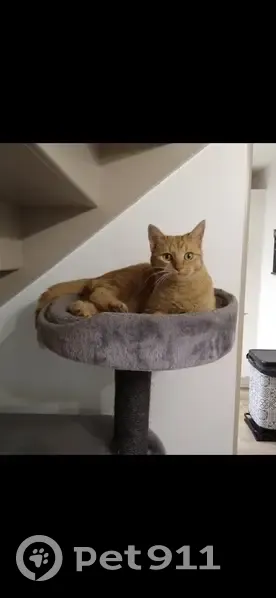 Avis de recherche: Gaïa, chat roux - photo