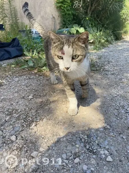 Chat retrouvé à Fréjus, PACA - photo