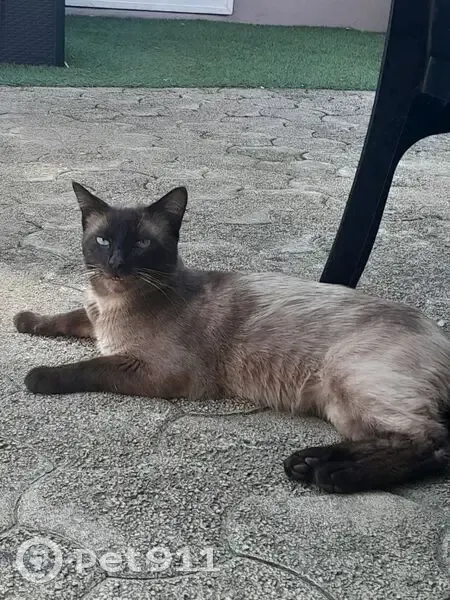 Chat siamois perdu à Boucau - photo