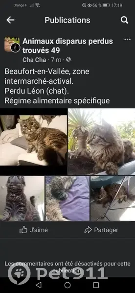 Chat tigré disparu à Beaufort - photo