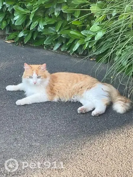Chat perdu près de la bibliothèque - photo