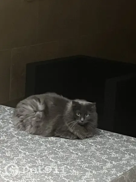 Chat chartreux gris perdu à Montluçon - photo