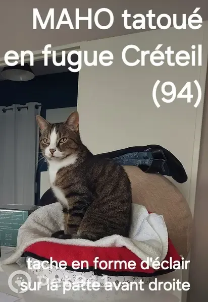 Maho le chat s'est enfui - photo