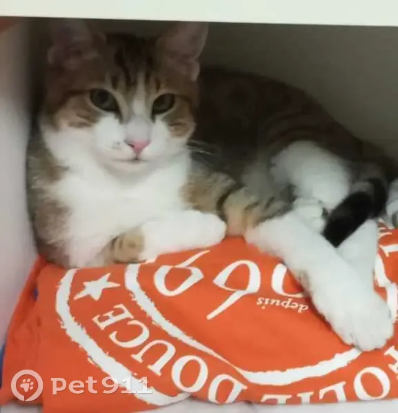 Chat pucé disparu à Séméac - photo