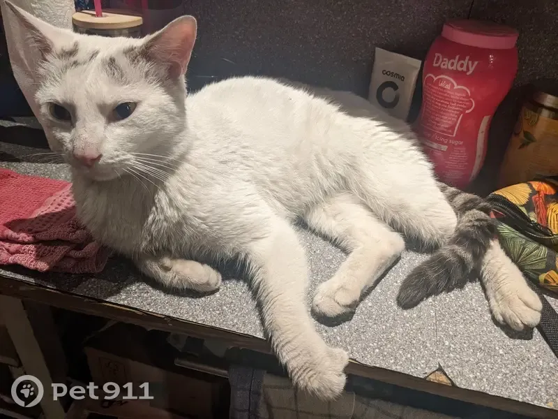 Chat blanc et tigré trouvé à Cherbourg - photo
