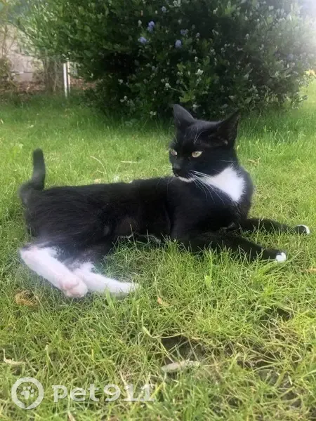 Chatte noire/blanche perdue à Hamblain - photo