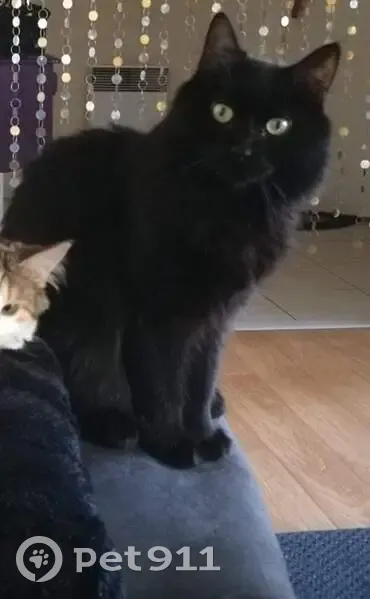 Chat noir disparu à Rouziers - photo