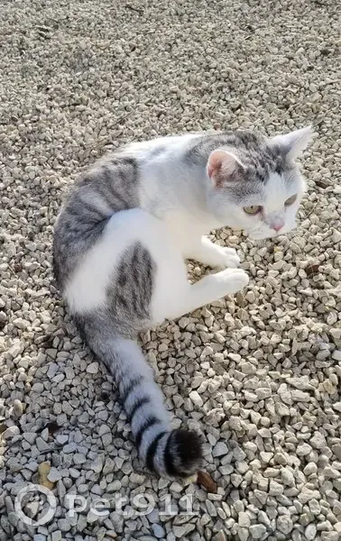 Chat British blanc/gris perdu - photo