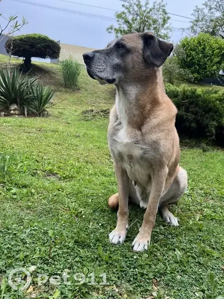 Chien âgé perdu près de Préfontaines - photo