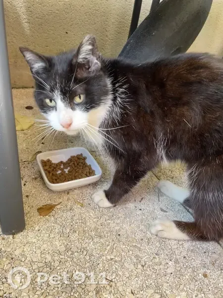 Chat perdu à La Clisse - photo
