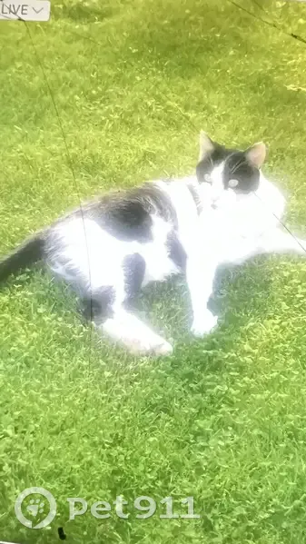 Chat noir et blanc perdu - Filou - photo