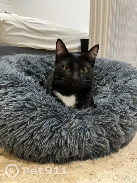 Chat noir perdu, gilet rose - photo