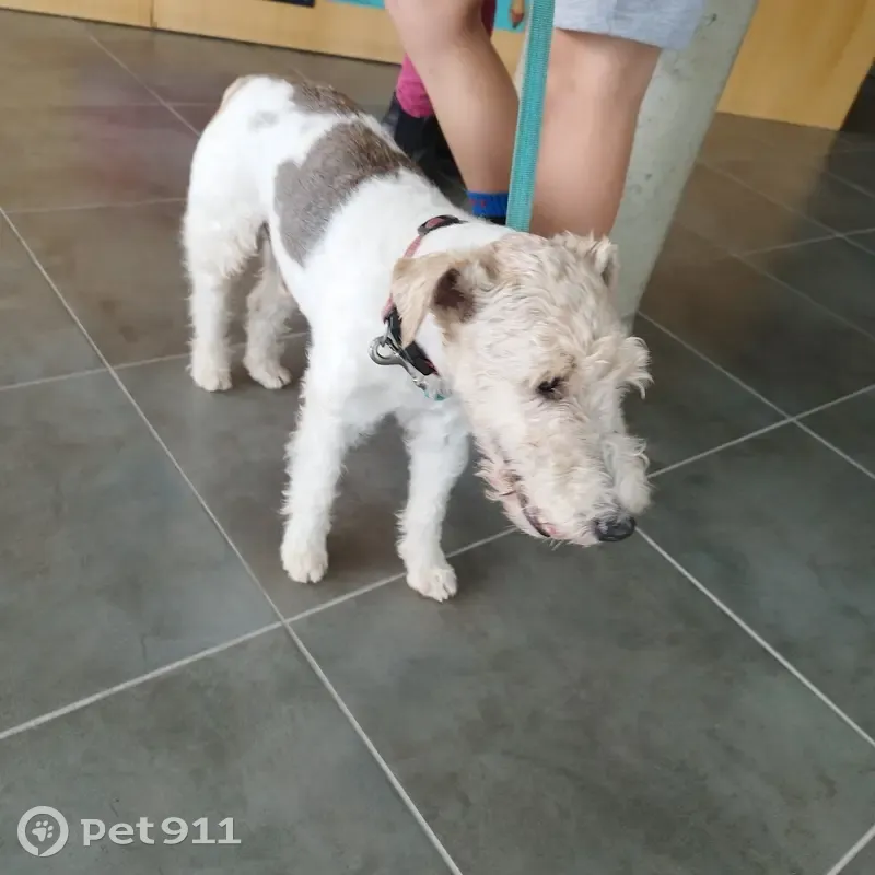 Fox Terrier perdu à La Hague - photo