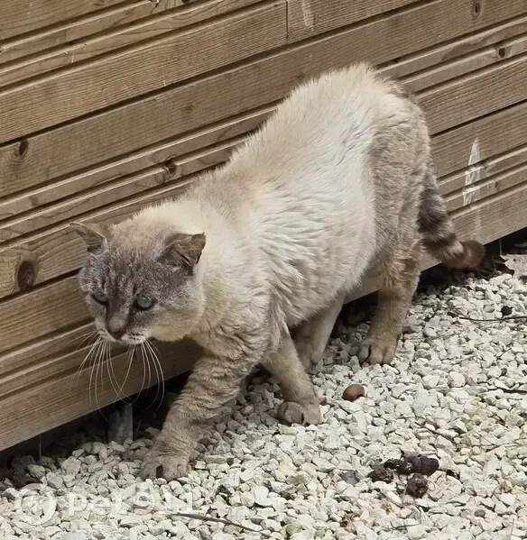 Chat maigre retrouvé à Peyrefus - photo