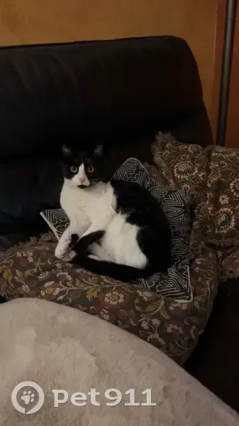Chatte noire/blanche perdue à Lège - photo