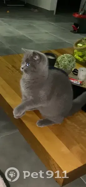 Chatte Ulna disparue à Longuenée - photo