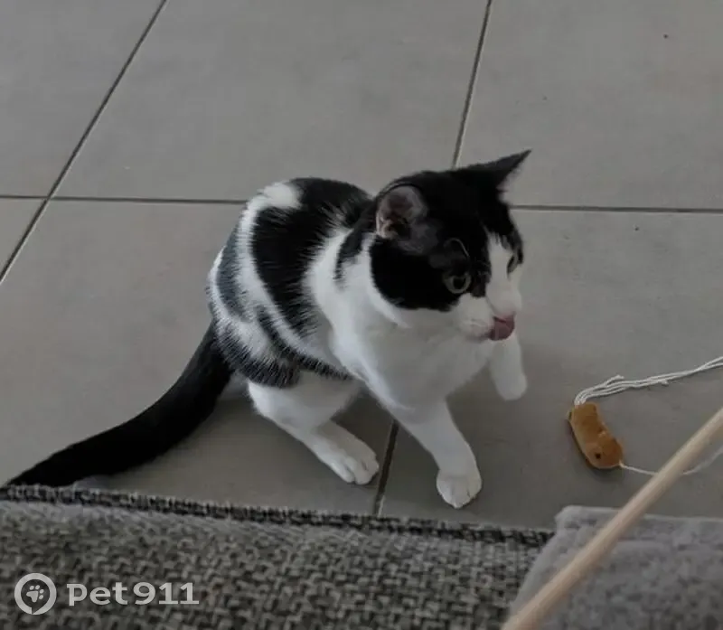 Chat bicolore perdu à Blagnac - photo