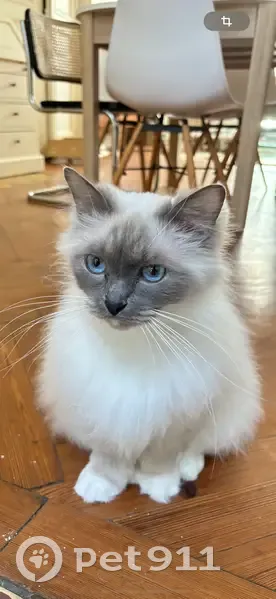 Chat Birman Perdu à Roubaix - photo