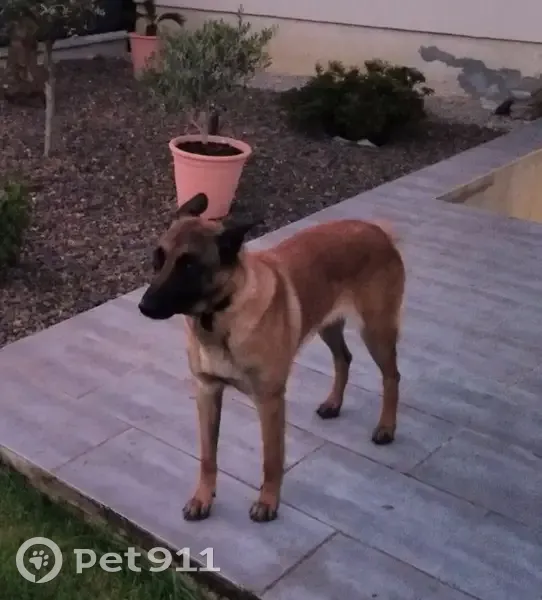 Malinoise perdue à Cliron - photo